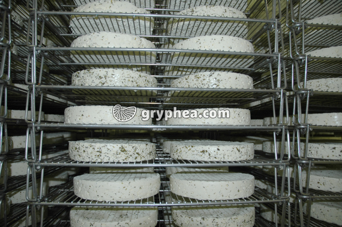 Fabrication du fromage - Fromages moulés aux herbes en cave d'affinage - gryphea.com